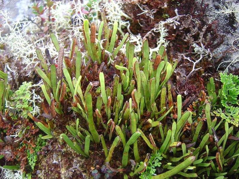Grammitis paramicola photo 2
