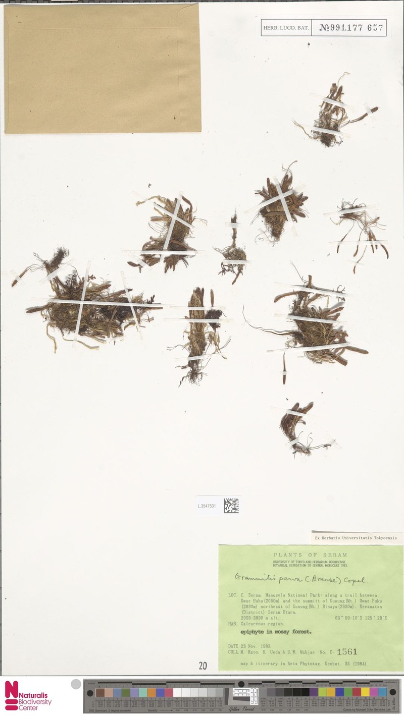 Grammitis parva photo 3