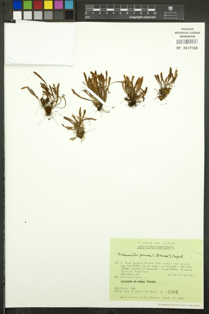 Grammitis parva photo 4