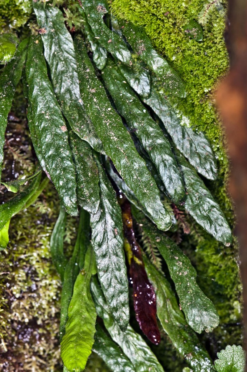 Grammitis patagonica