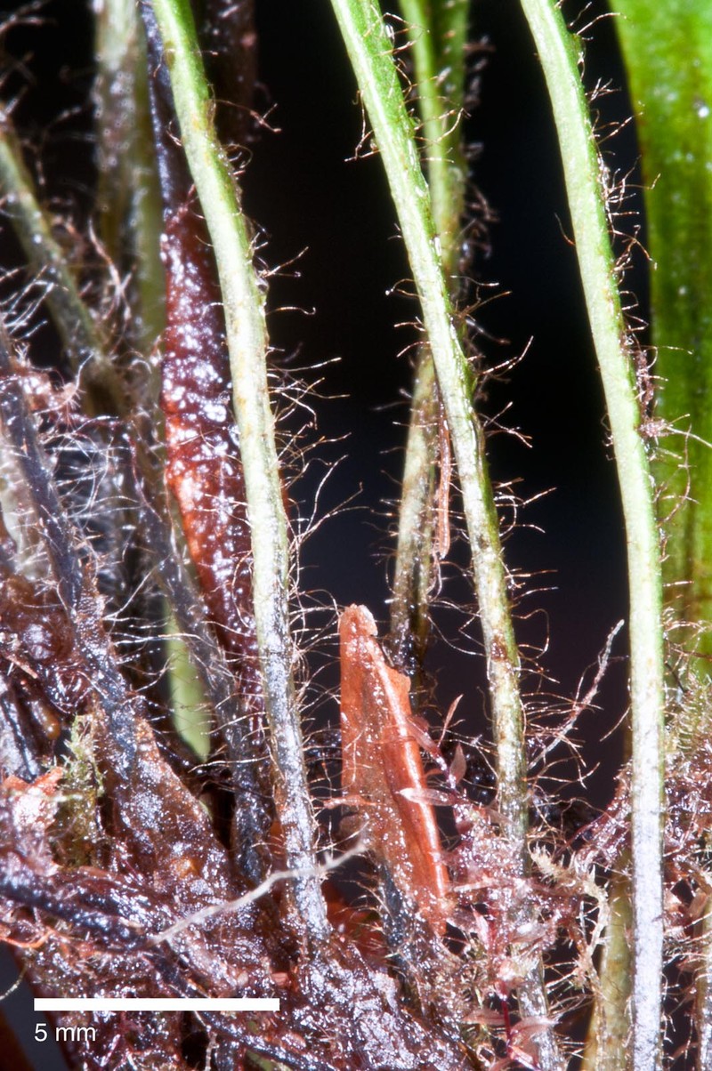 Grammitis patagonica photo 2