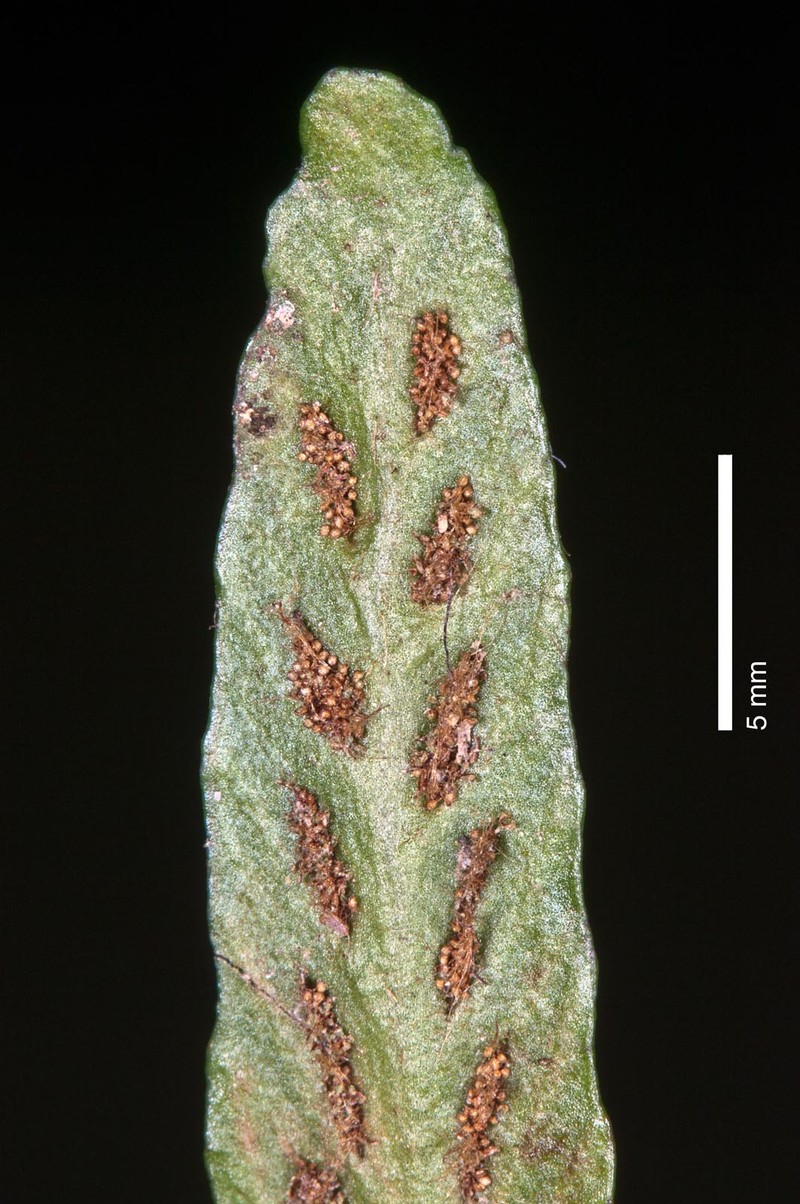 Grammitis patagonica photo 3
