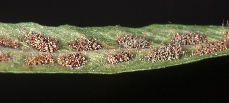 Grammitis patagonica photo 4