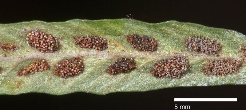 Grammitis patagonica photo 5