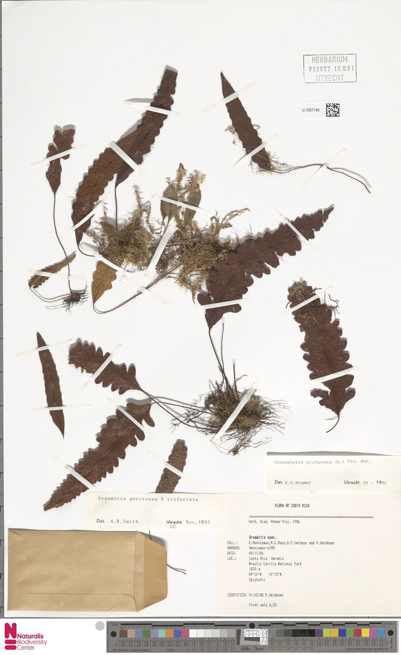 Grammitis percrassa