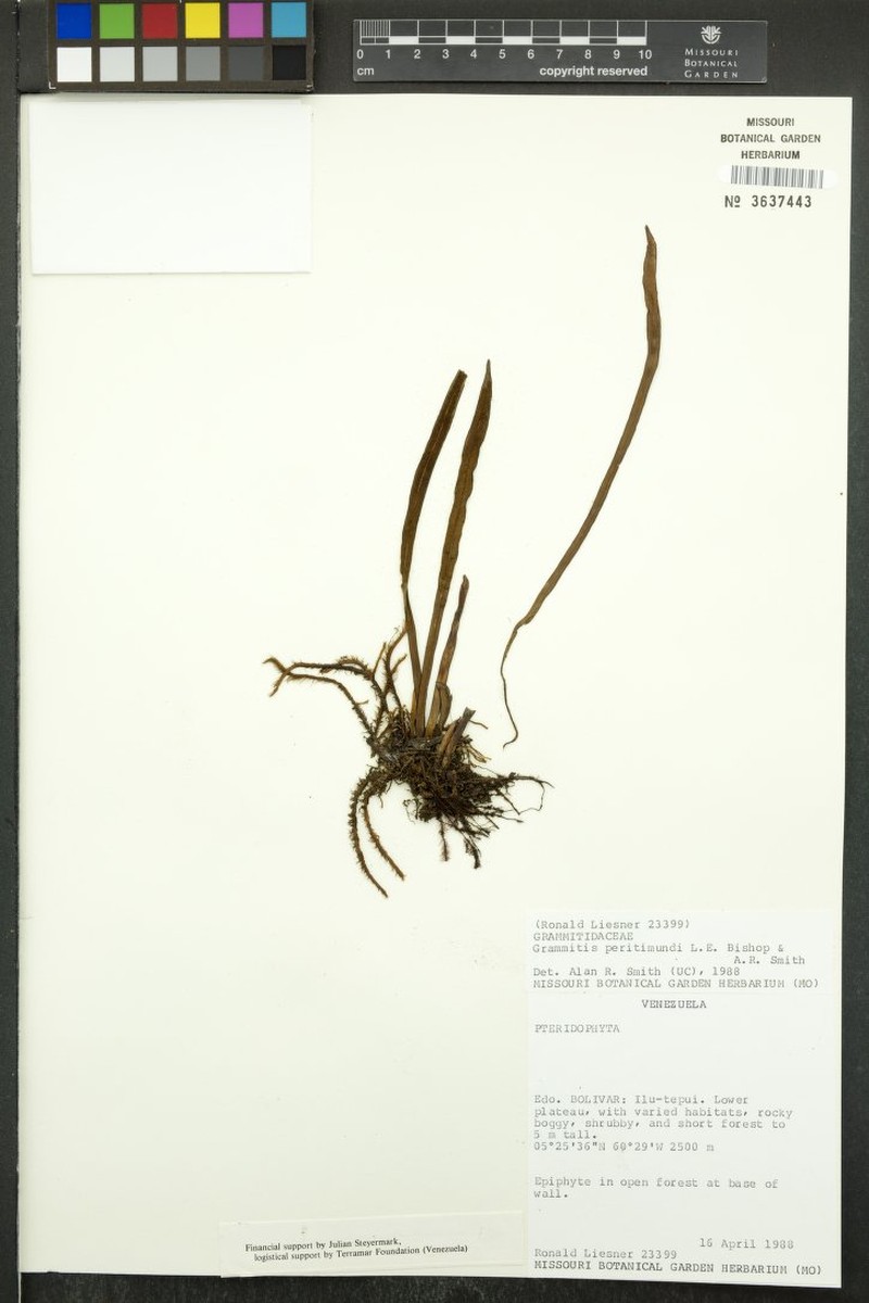 Grammitis peritimundi photo 2