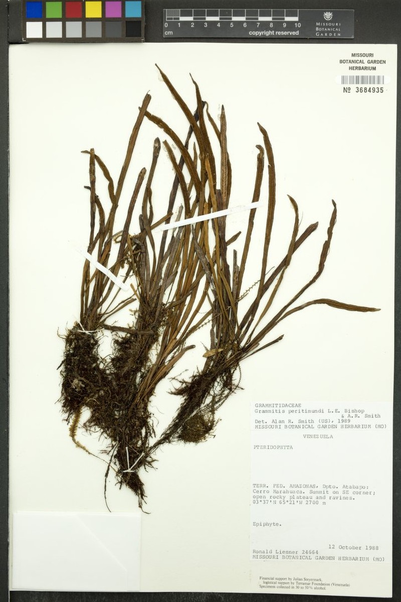 Grammitis peritimundi photo 4