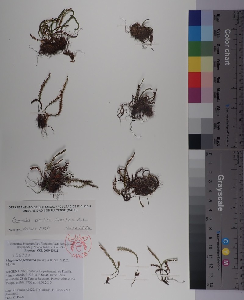 Grammitis peruviana photo 2