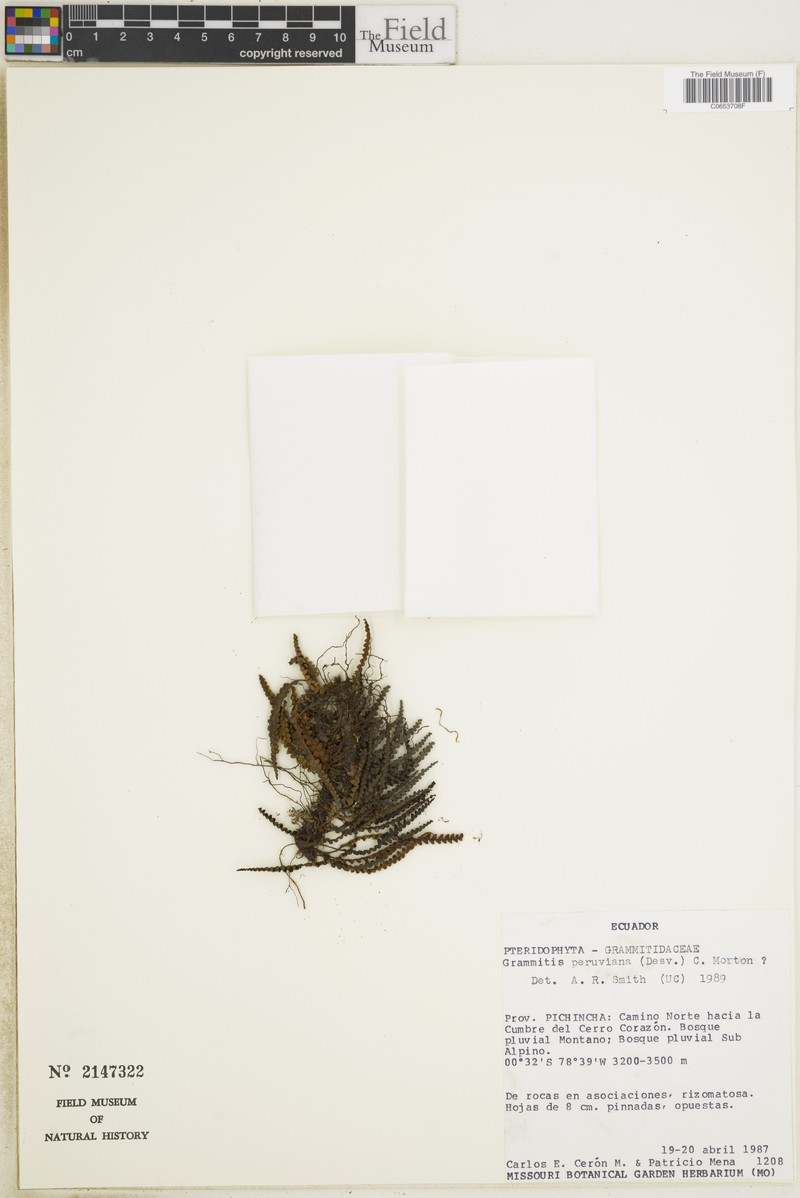 Grammitis peruviana photo 3