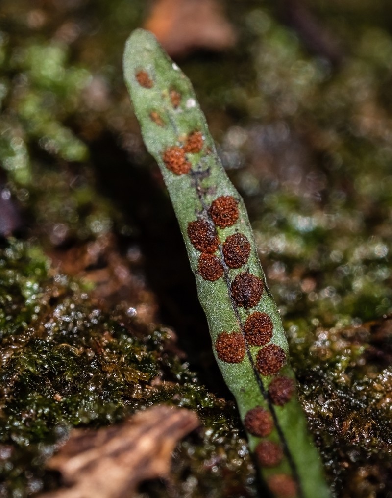 Grammitis pervillei