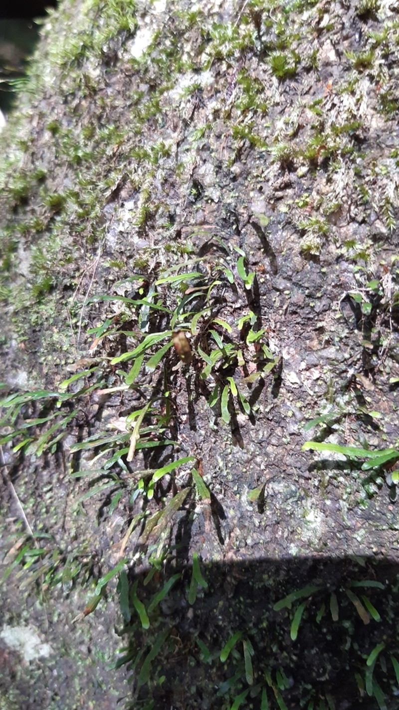 Grammitis pervillei photo 2