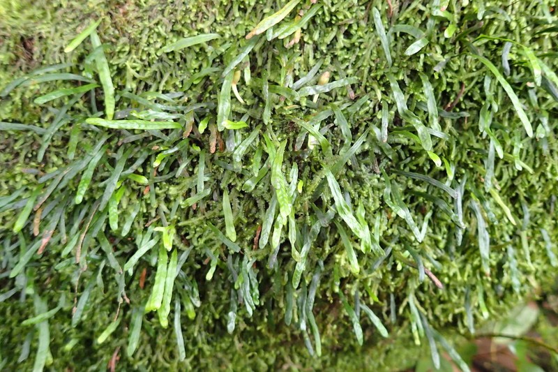 Grammitis pervillei photo 3