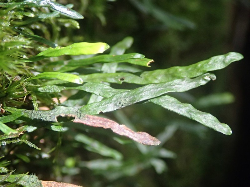 Grammitis pervillei photo 4