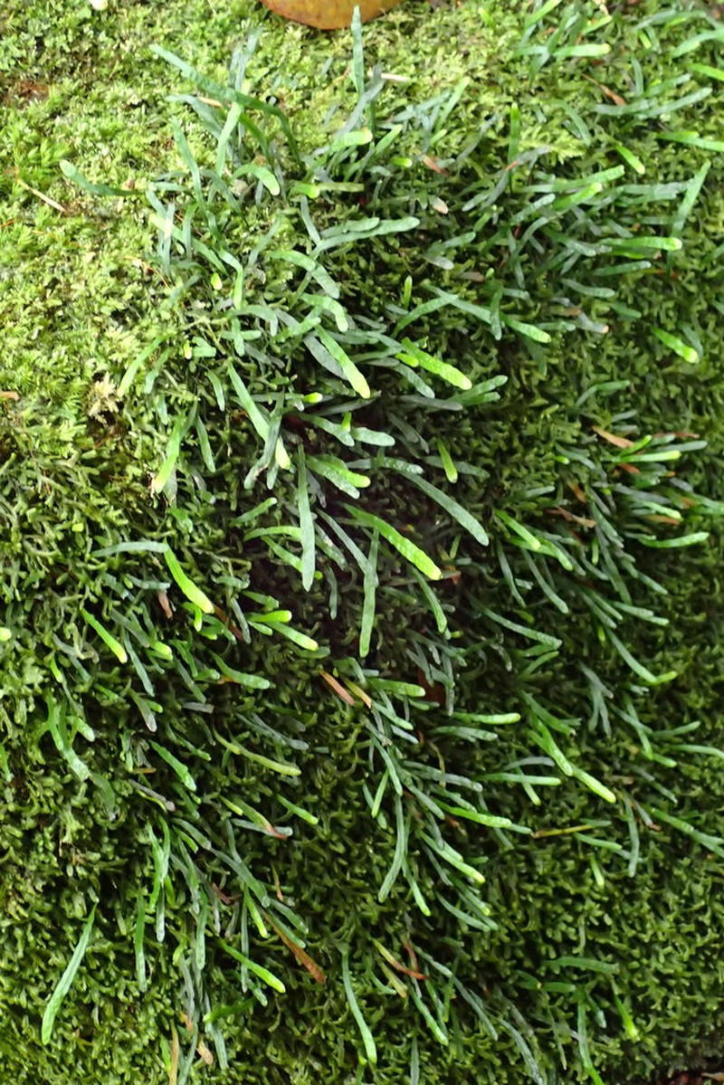 Grammitis pervillei photo 5