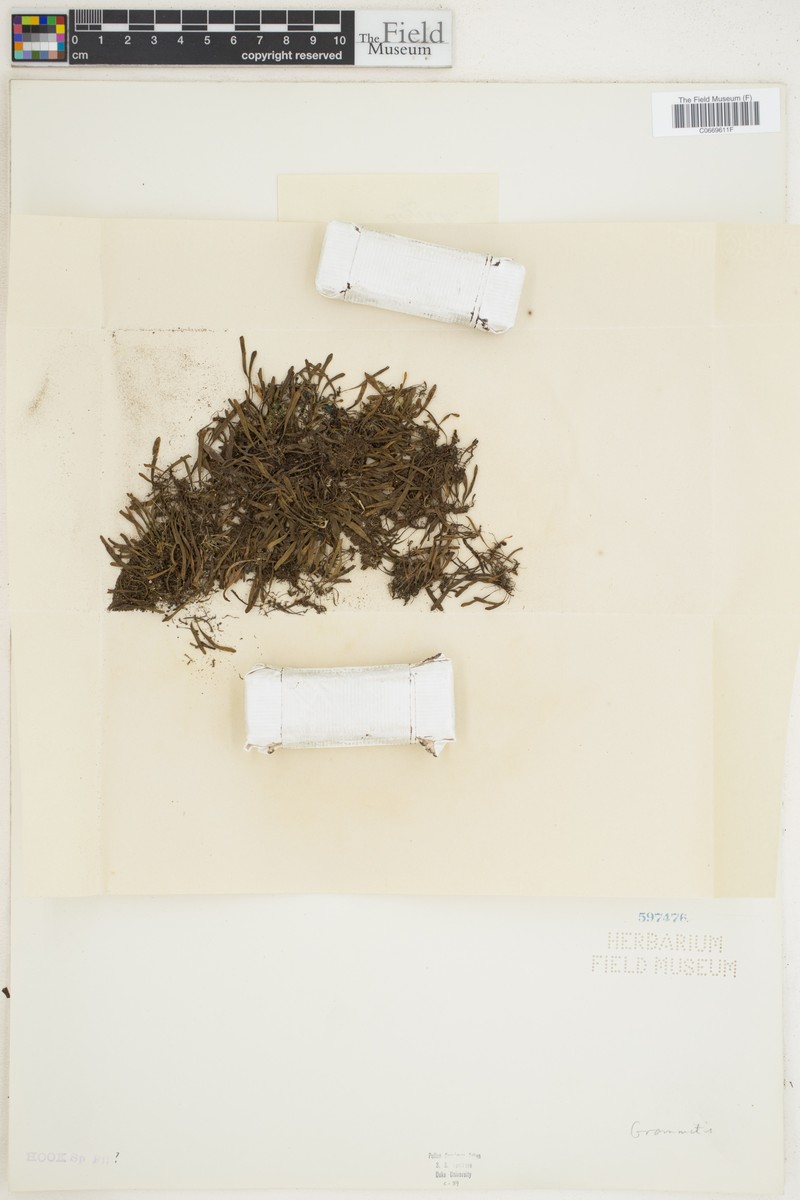 Grammitis pervillei photo 6