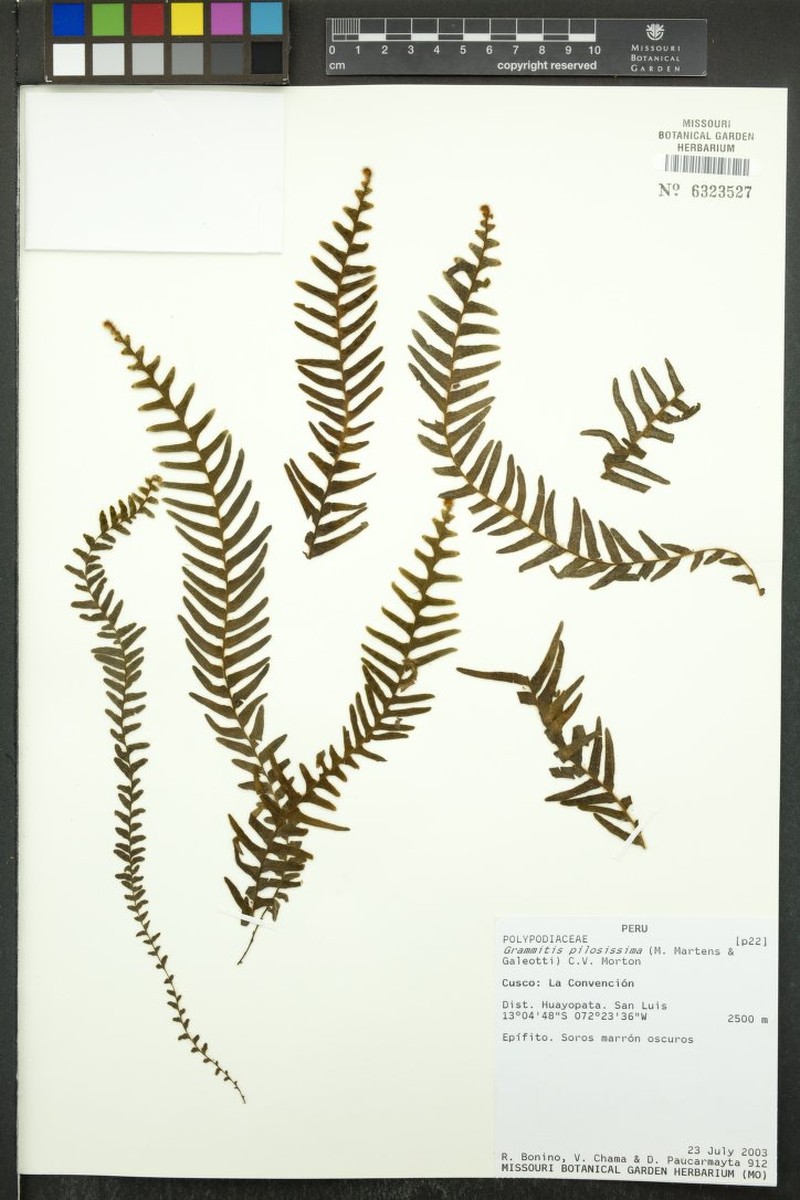 Grammitis pilosissima