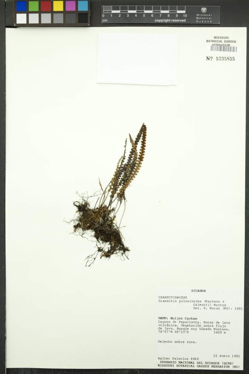 Grammitis pilosissima photo 2