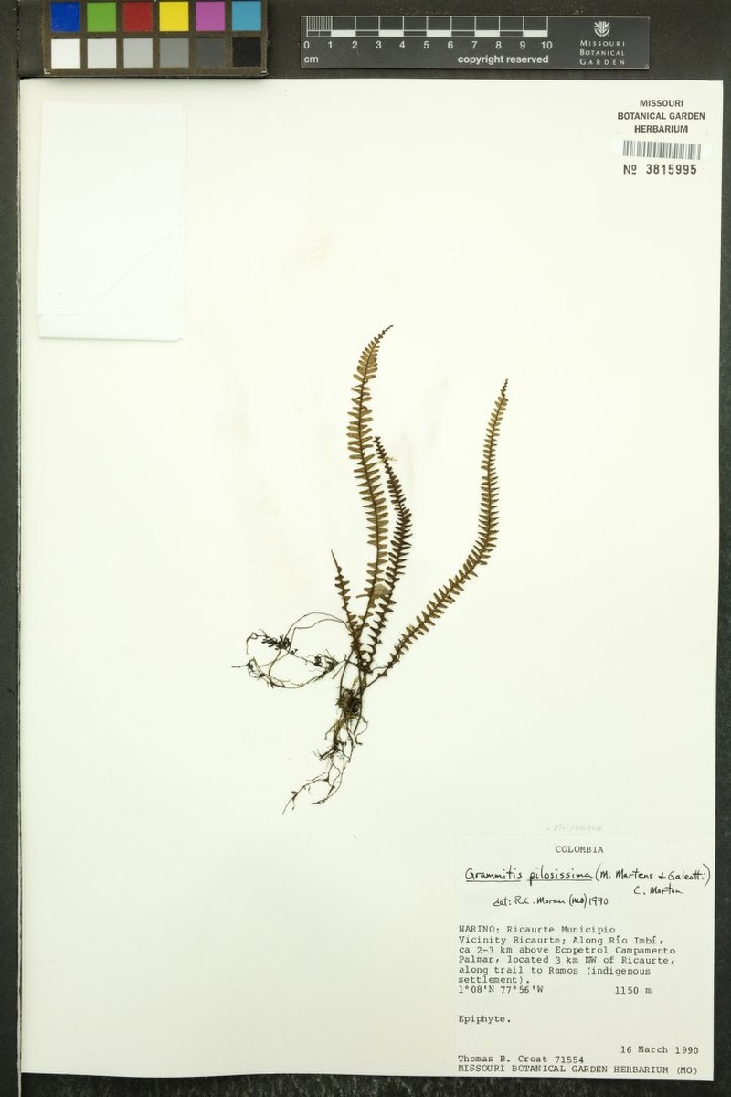 Grammitis pilosissima photo 3