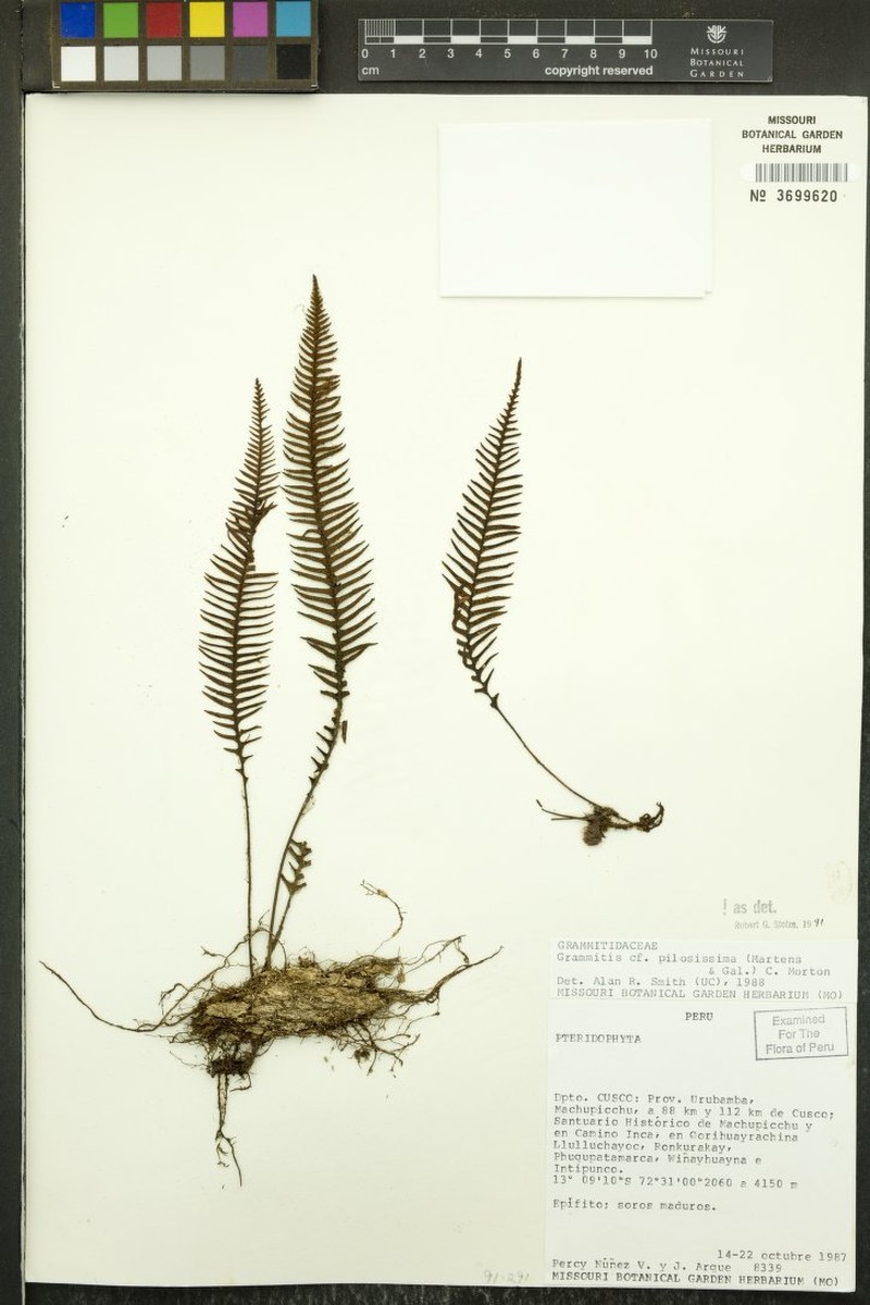 Grammitis pilosissima photo 4