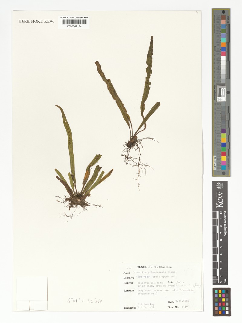 Grammitis pilosiuscula photo 2