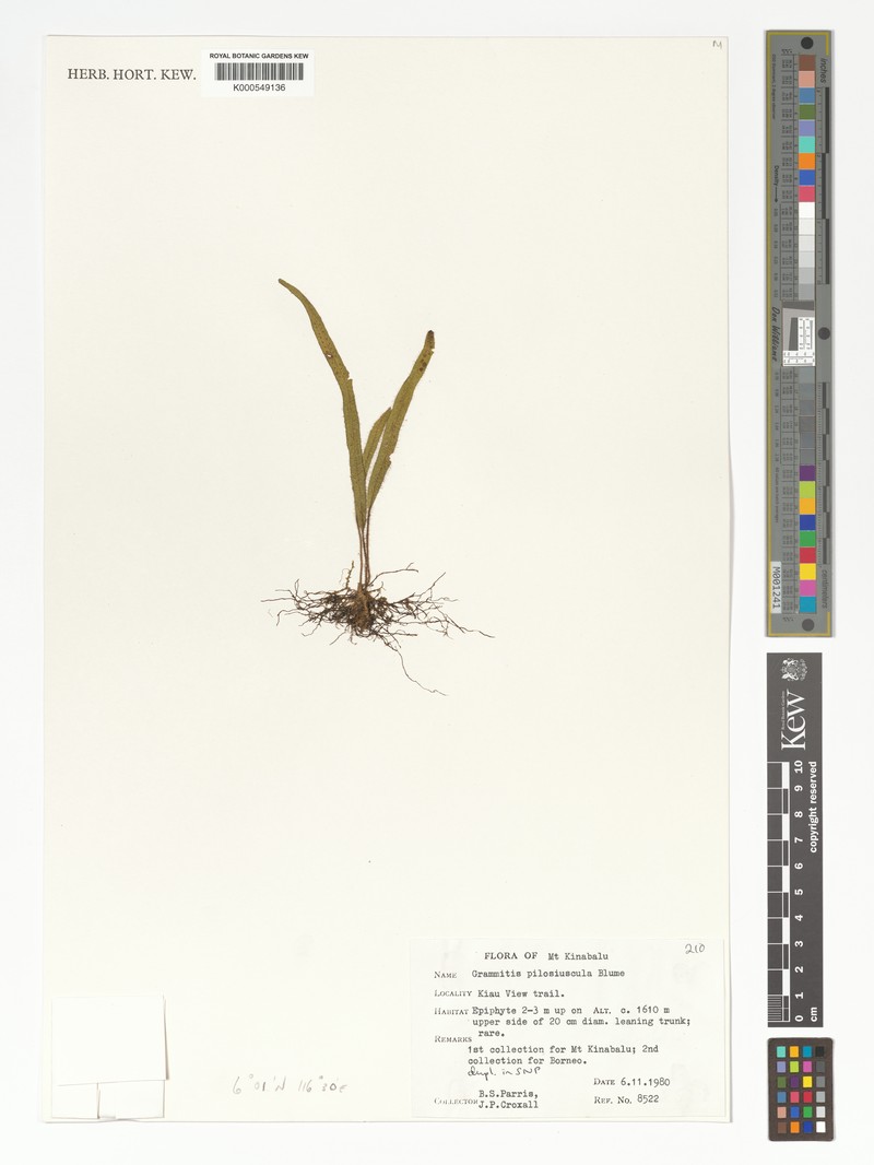 Grammitis pilosiuscula photo 3