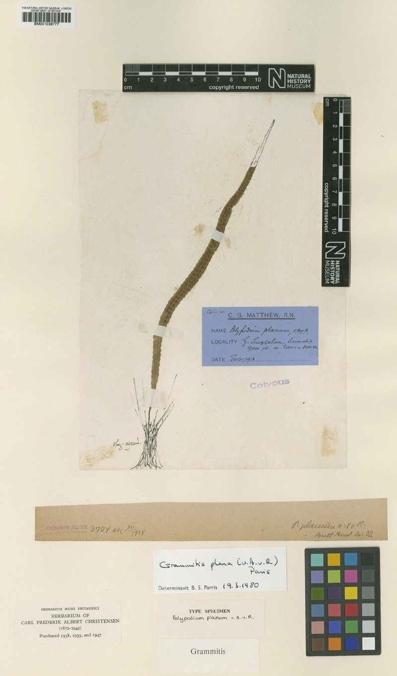 Grammitis plana