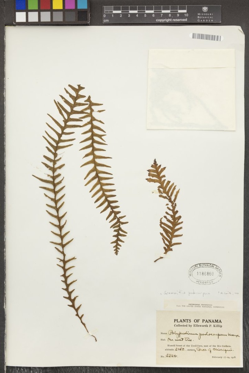Grammitis podocarpa