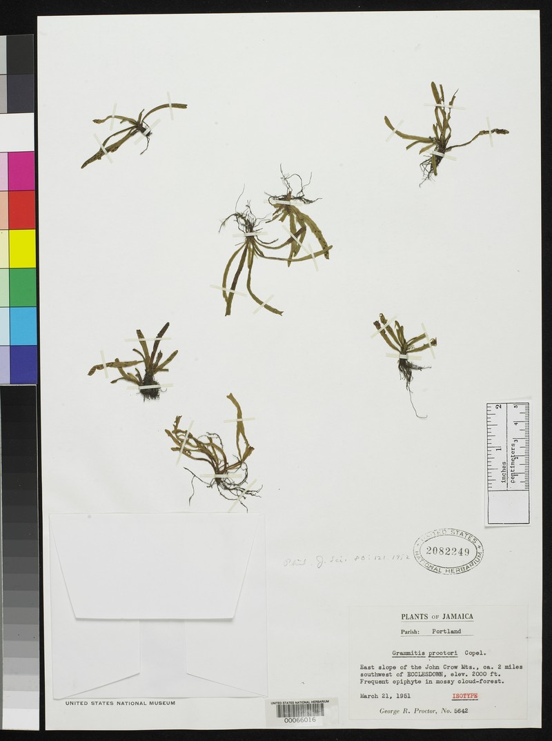 Grammitis proctorii