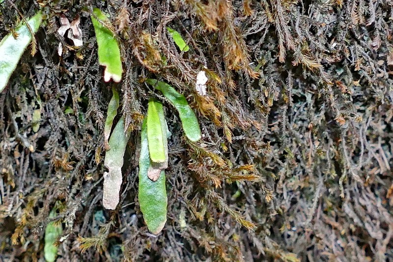 Grammitis pseudaustralis photo 2