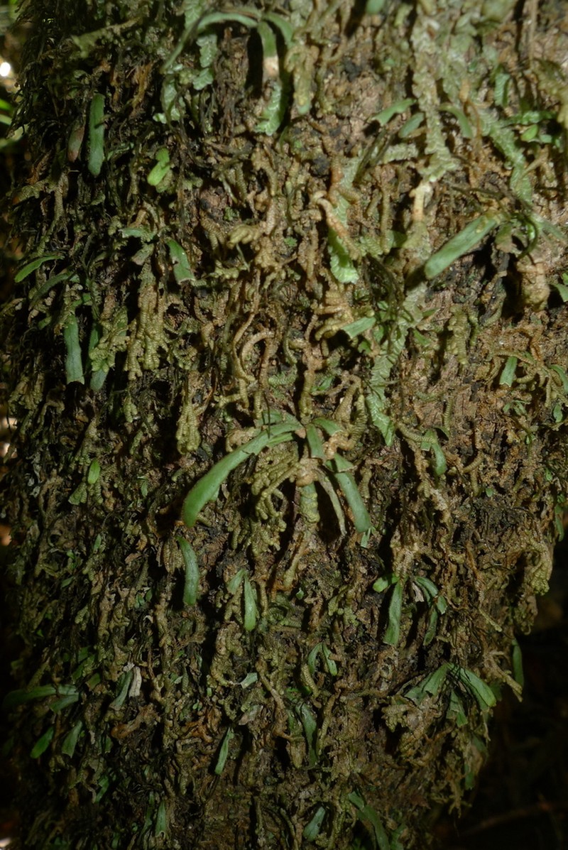 Grammitis pseudaustralis photo 3