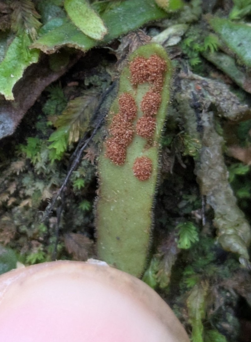 Grammitis pseudaustralis photo 4