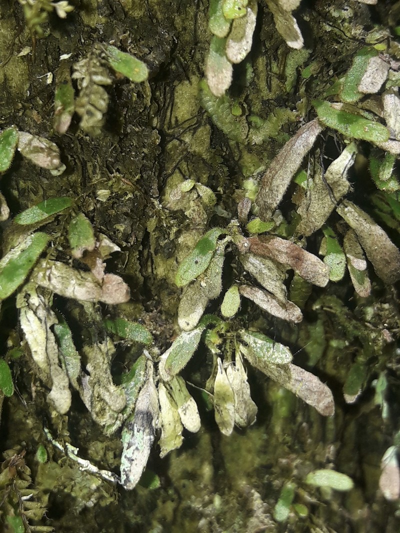 Grammitis pseudaustralis photo 5