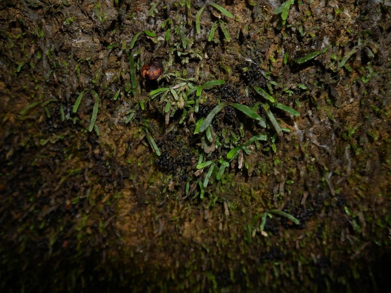 Grammitis pseudaustralis photo 6