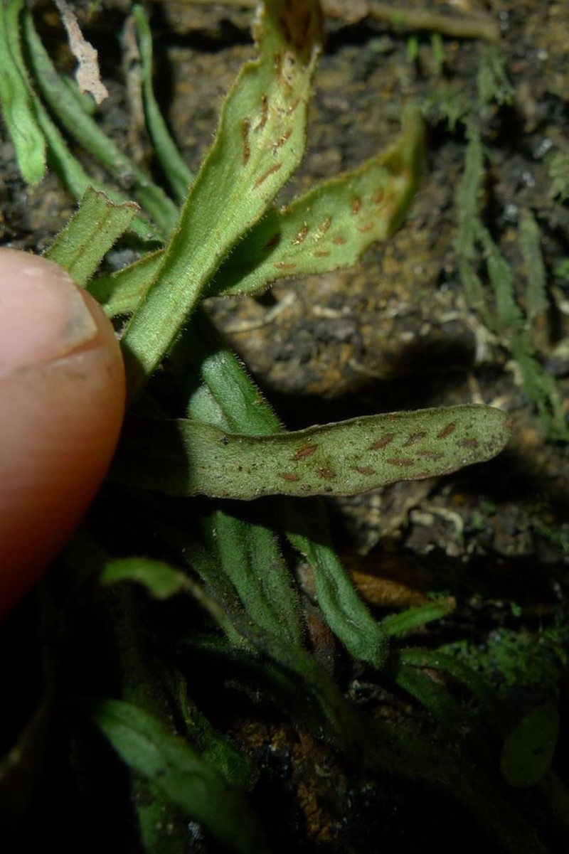 Grammitis pseudaustralis photo 7