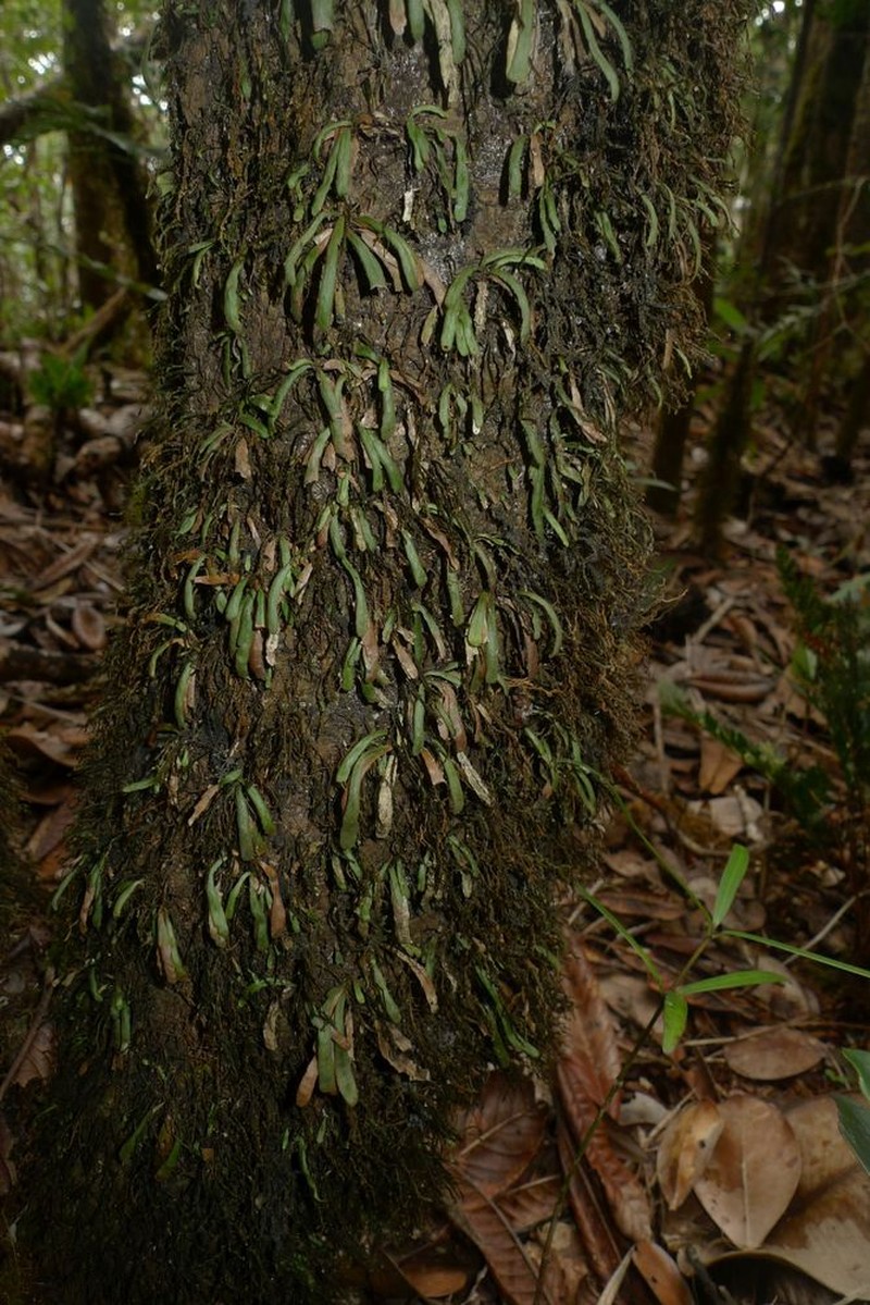 Grammitis pseudaustralis photo 8