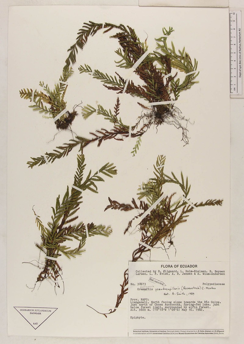 Grammitis pseudocapillaris