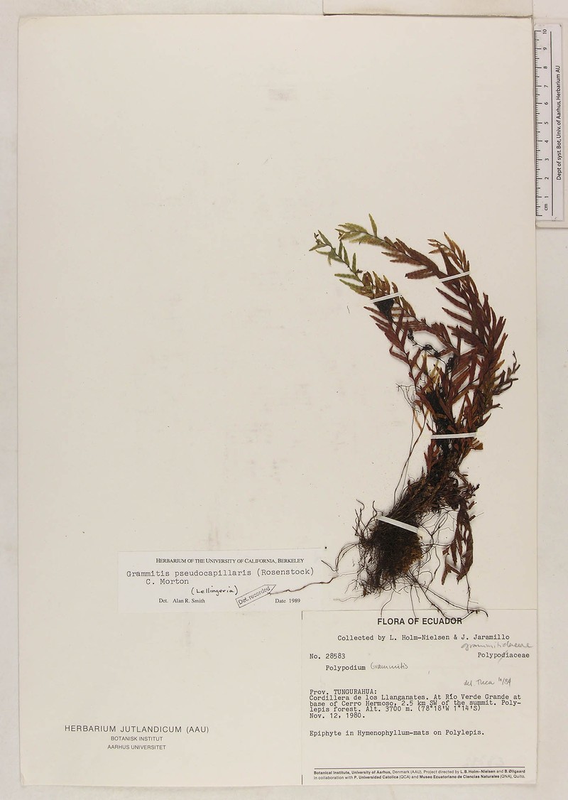 Grammitis pseudocapillaris photo 2