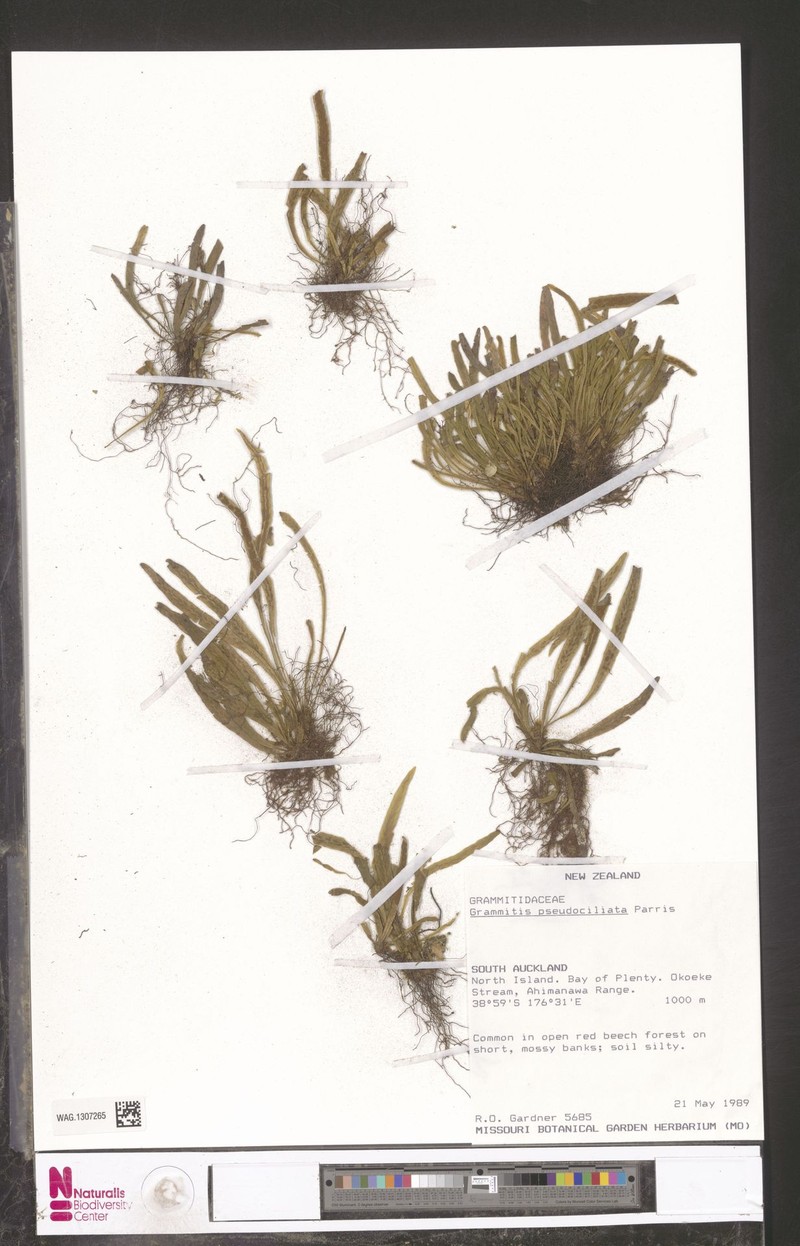 Grammitis pseudociliata photo 2