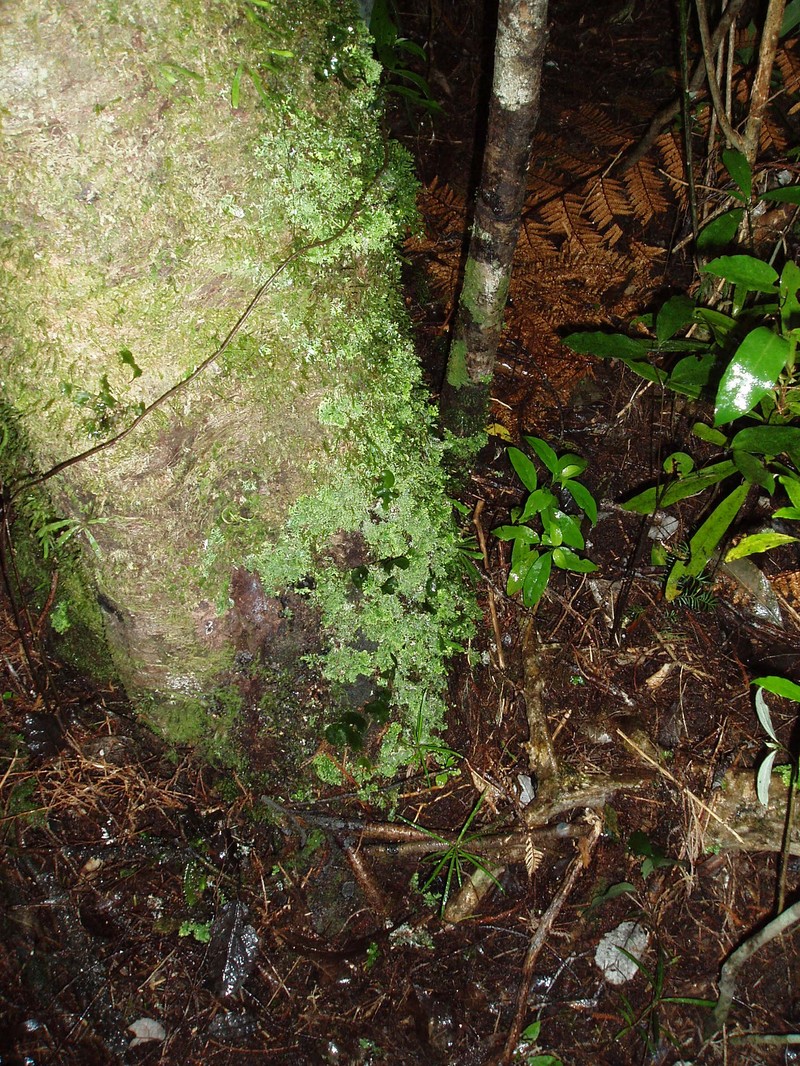 Grammitis pseudociliata photo 5