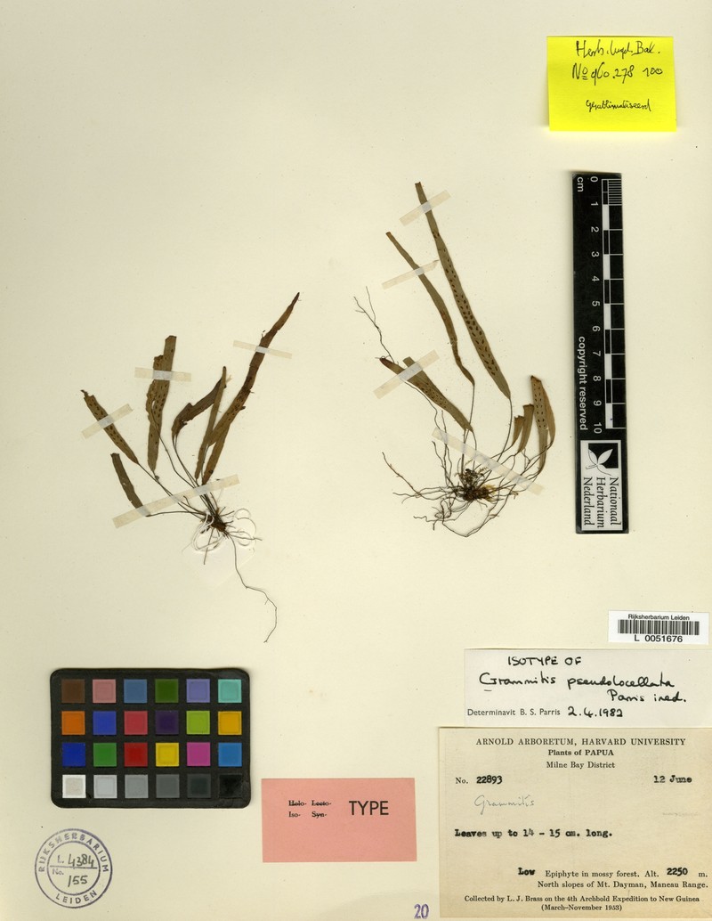 Grammitis pseudolocellata