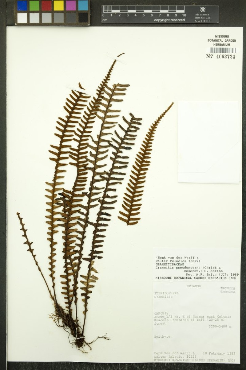 Grammitis pseudonutans