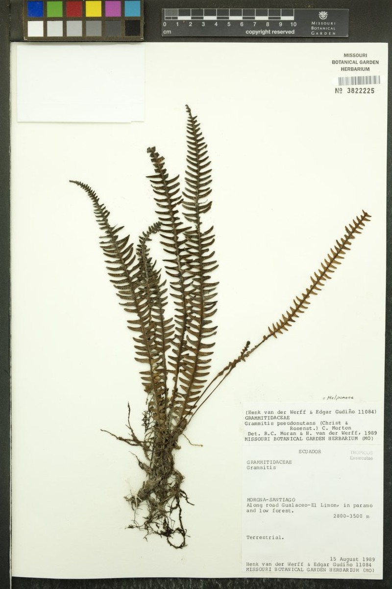 Grammitis pseudonutans photo 2