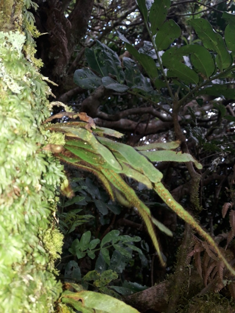 Grammitis pulchella