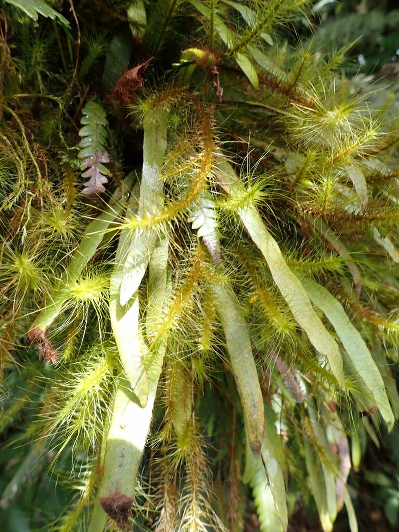 Grammitis pulchella photo 2