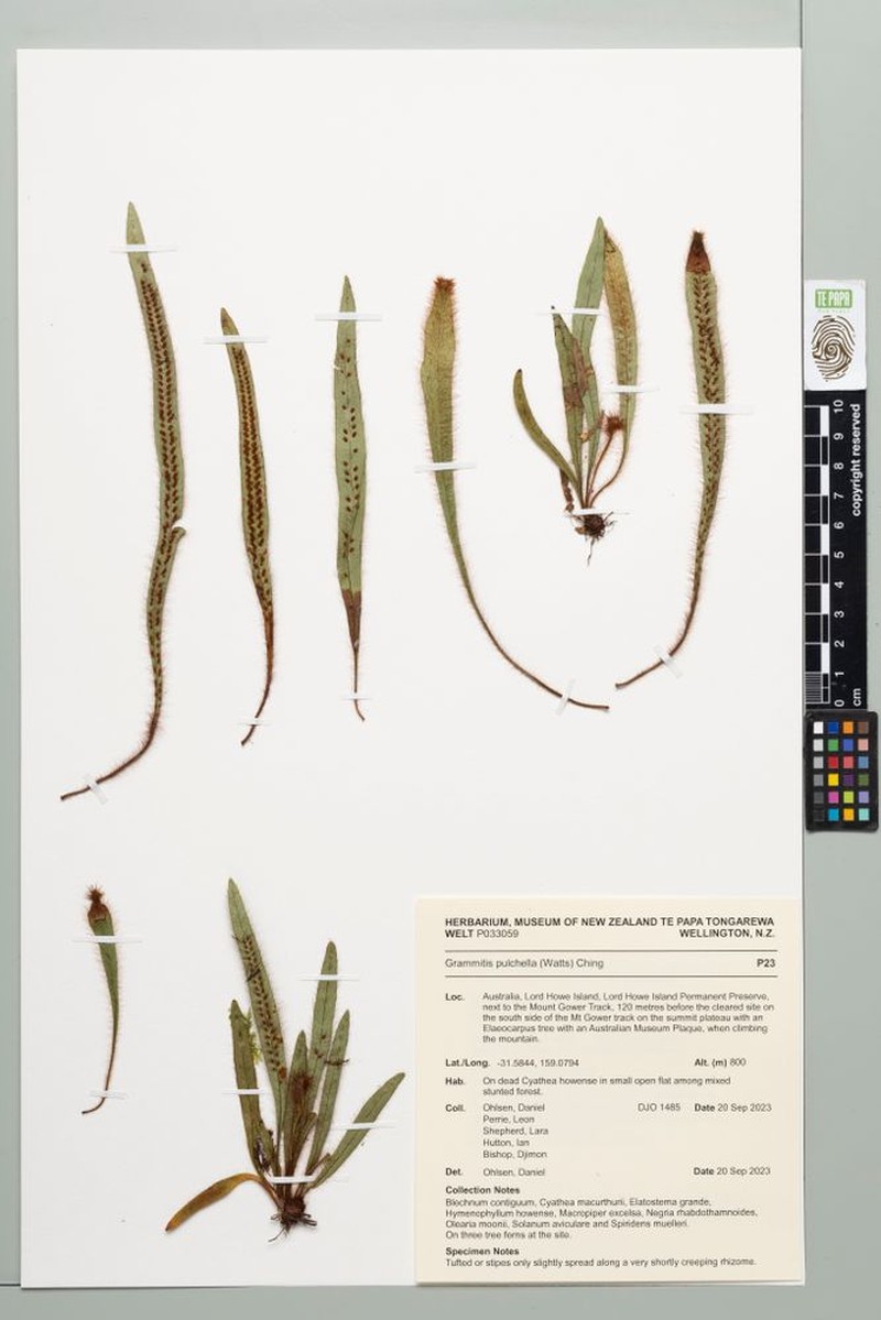 Grammitis pulchella photo 3