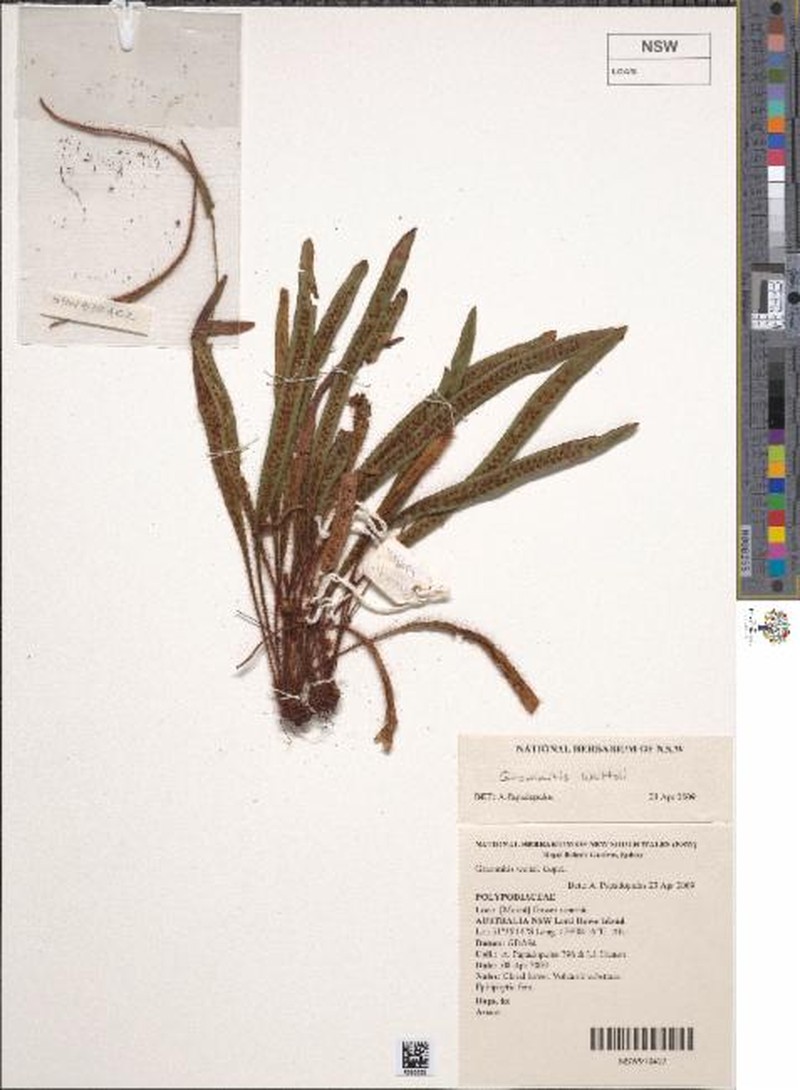 Grammitis pulchella photo 4