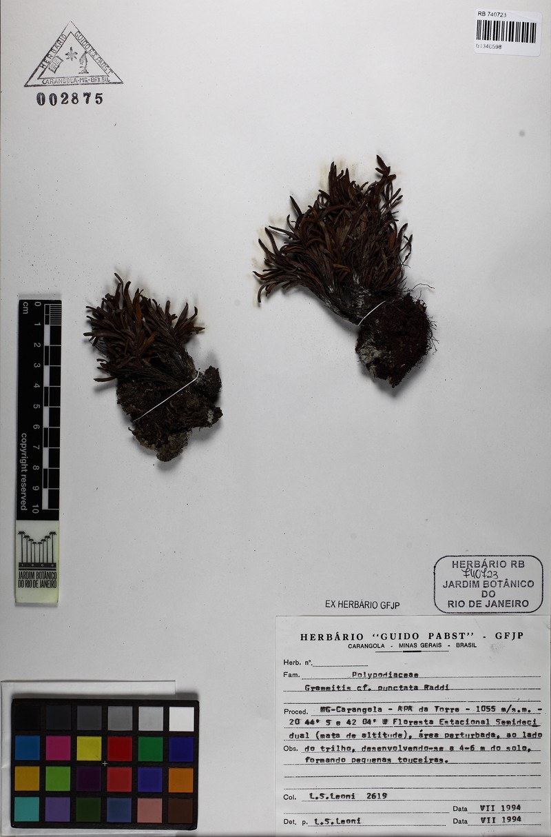 Grammitis punctata