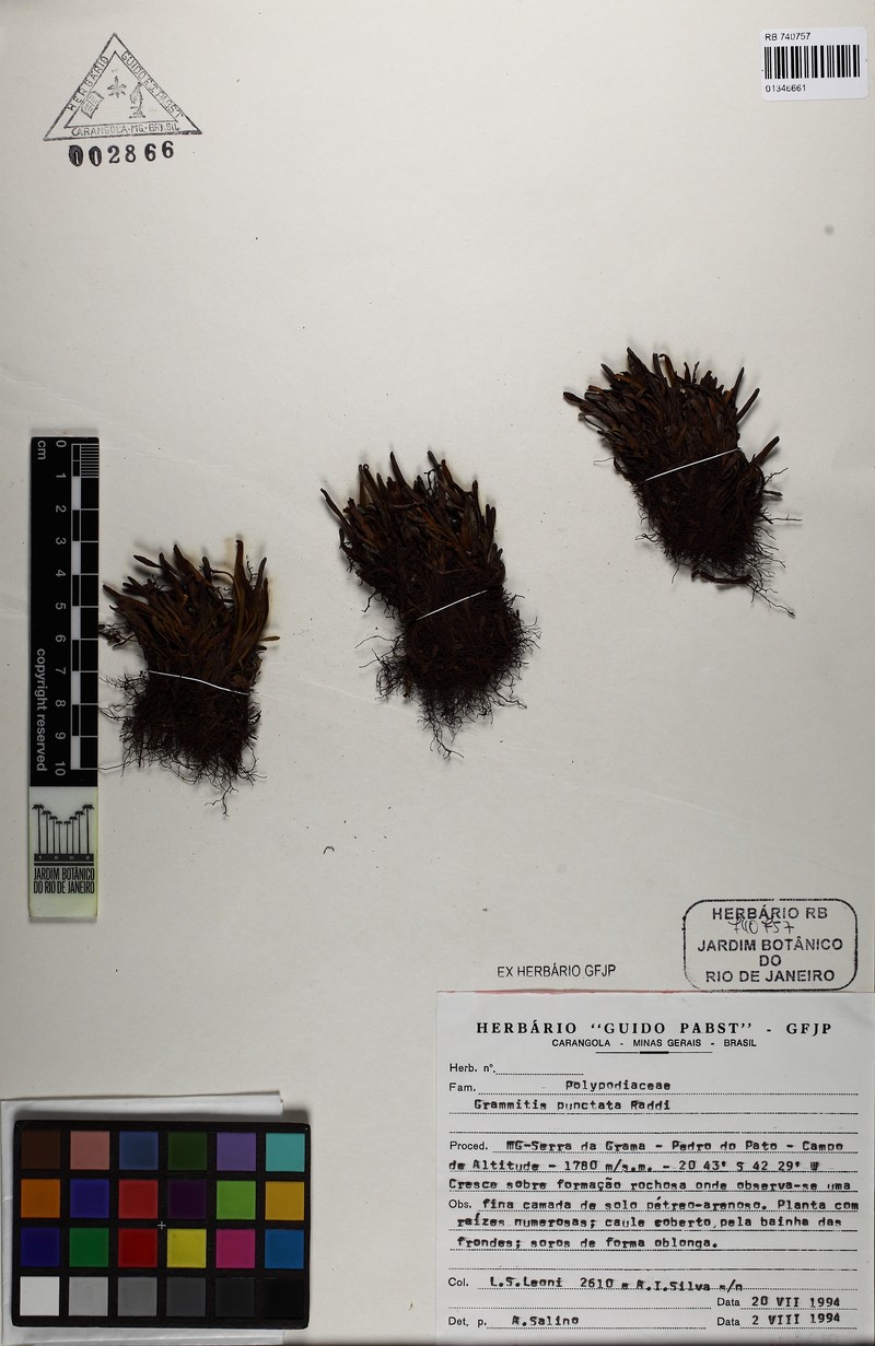 Grammitis punctata photo 2