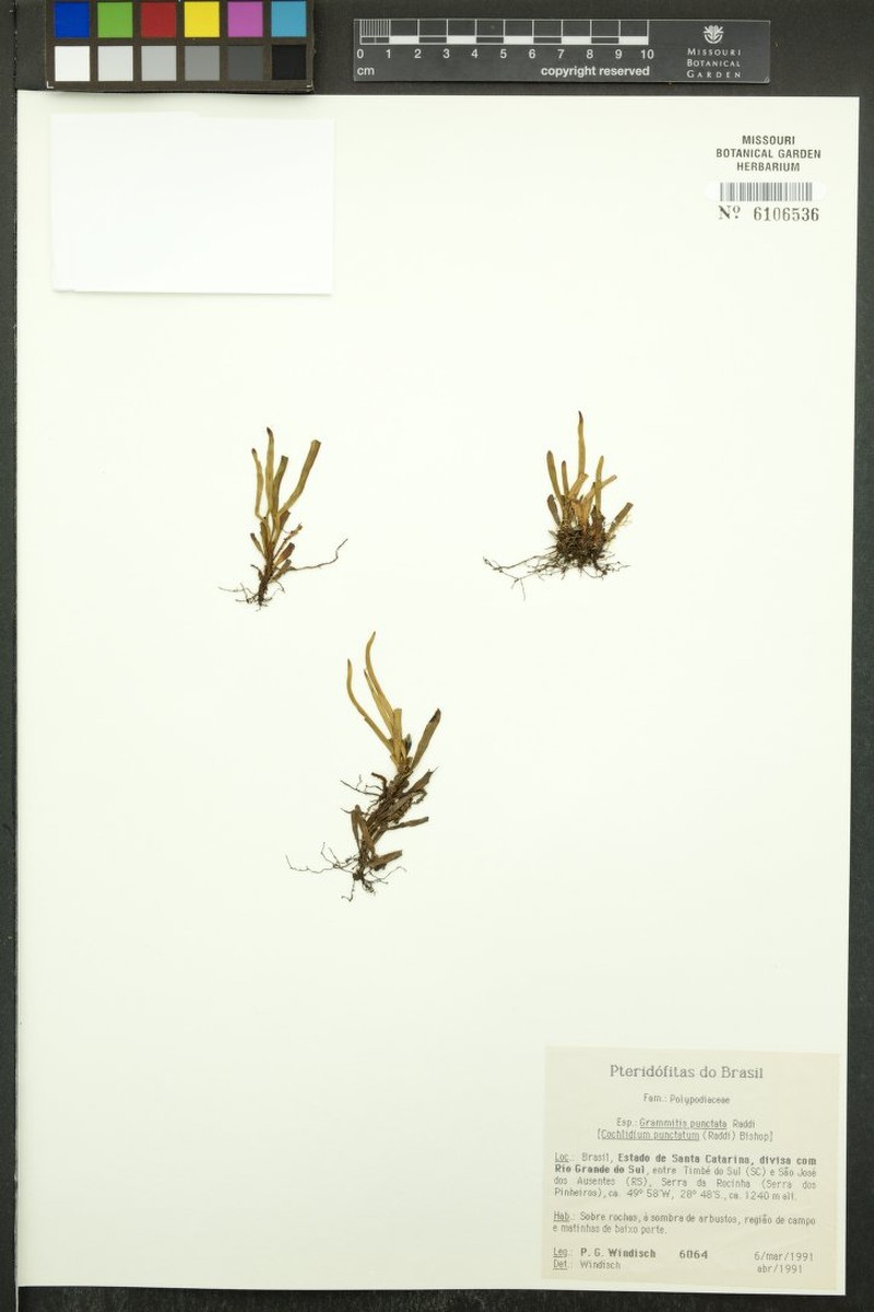 Grammitis punctata photo 3
