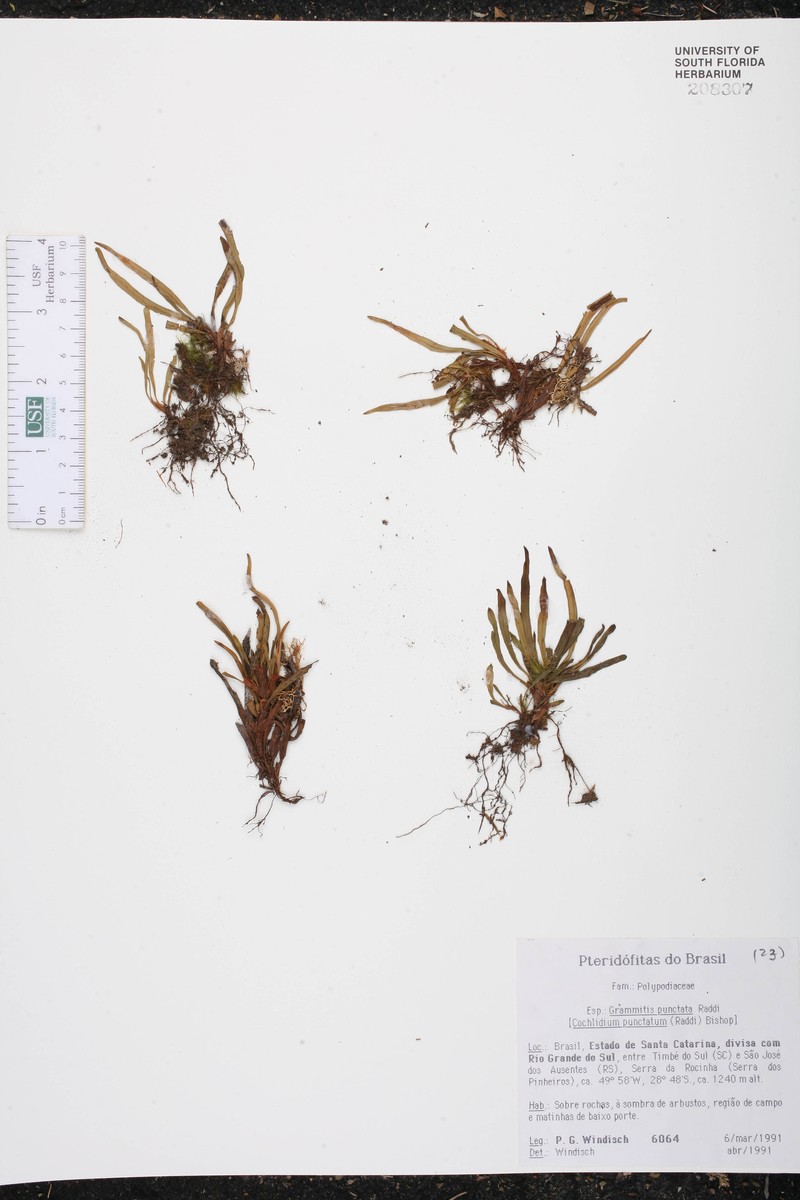 Grammitis punctata photo 4